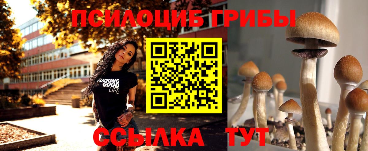 Зеленогорск  Галлюциногенные грибы Psilocybine cubensis  Вход с VPN 